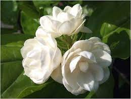 Arabian Jasmine Seeds Rare Tropical Fragrant Flower Perennial Plant Blossoms Shade Plant Hot Dry Weather Fragrant Flowers Jasmine Flower Jasmine Flower Tattoos