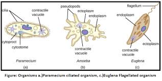 Centrosomes are involved in cell division and the production of flagella and cilia. The Cell Organelle Involved In The Formation Of A Flagellum Class 9 Biology Icse