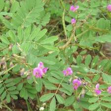 Image result for Tephrosia multijuga