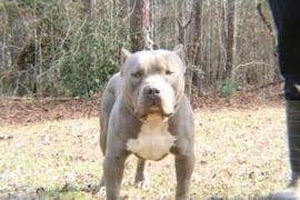 Xl Xxl Pitbull Puppies For Sale Blue Nose Pit Bully Pitbull