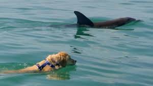 Maya The Golden Retriever Swims With Dolphins Animal Hearted Apparel