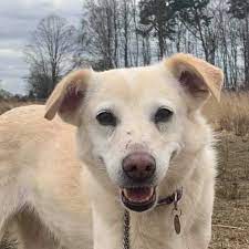 Some branches have waiting lists, some don't but all branches are run mostly by volunteers in their own communities and have. Safe Rescue Dogs Needing Homes Home Facebook