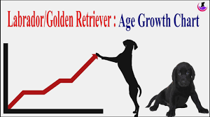 29 explanatory golden retriever height chart