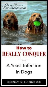 Yeast Infection In Dogs How To Really Conquer It Dog Yeast Infection Yeast Infection Treatment Yeast In Dogs