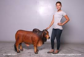 Angus, brahma, outlaw, diablo, lonestar select, steer premium Brahman Bull Brown Sm Fiberglass Brown Brahman Bull Small