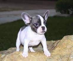 Puppies For Adoption Near Me With French Bulldog Puppies For Adoption Near Me Dogs