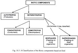 Components Of Ecosystem Biotic Components And Abiotic