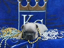 Collection by desiree szenderski strauss. French Bulldog Puppy Dog For Sale In Grain Valley Missouri