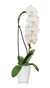 We did not find results for: Waterfall Orchid Phalaenopsis Orchid Orchid Plants Orchids