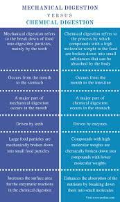 Difference Between Mechanical And Chemical Digestion Definition Mechanism Role Basic Anatomy And Physiology Biology Facts Science Flashcards