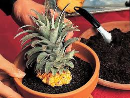 Epingle Sur Plantes D Interieur