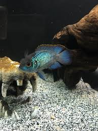 They will also usually not bother any fish that stays away from its territory, except when it is breeding it may tend to become more aggressive. 18 Electric Blue Acara Ideas Electric Blue Romani Electricitate