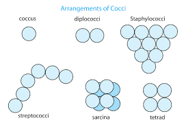 Bacterial morphology (size, shape and arrangement of bacterial. Morphology Different Shapes Of Bacterial Cell