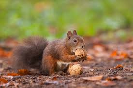 The squirrel will soon learn to associate the sound with being fed by you. What Nuts Do Squirrels Eat Answers From Animal Remover