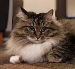 The siberian cat, also called the siberian forest cat, is an adventurous and athletically built cat who possesses a gentle siberian cat colors and coats. Siberian Cat Wikipedia