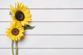 Check spelling or type a new query. Sunflower Background Images Free Vectors Stock Photos Psd
