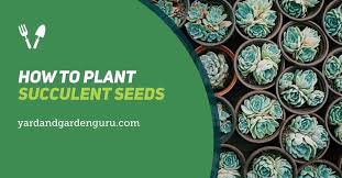 During the resting period, only water when the soil is dry to the touch. How To Plant Succulent Seeds