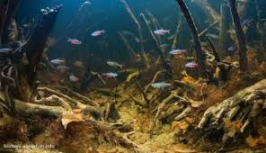 See more ideas about biotope aquarium, aquarium, aquarium fish. Pin On Fish Tanks