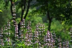 Image result for Stachys pseudonigricans