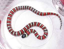 California Mountain Kingsnake California Mountain Kingsnake Photo By Jason Nelson These Great Looking Snake California King Snake Snake Pet Snake