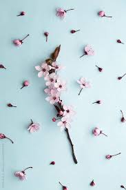 1242x2208 shapes black wallpaper iphone 6 plus Cherry Blossom On Blue By Ruth Black Blossom Sprig Stocksy United In 2020 Plant Wallpaper Flower Wallpaper Flower Backgrounds