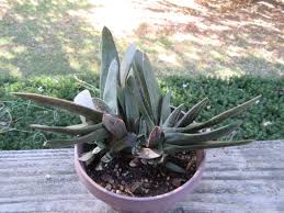 Image result for Stachys pseudonigricans