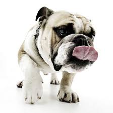 Wallpapers Bulldog Bulldog Funny English Bulldog Dog