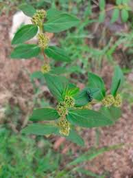 Image result for Euphorbia hirta