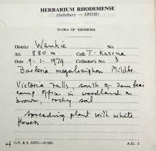 Image result for Barleria megalosiphon