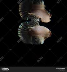 White Platinum Betta Image Photo Free Trial Bigstock