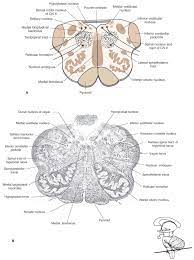 The grey matter within the brainstem consists of nerve cell bodies and form many important brainstem nuclei. Bookbrain Stem Nuclei A Laboratory Manual And Text Book Of Embryology Embryology The Brain 337 Alar Plate Is Greatly Thickened And Becomes The Anlage Of The Thalamus And Metathalamus The Latter