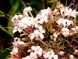 Image result for Disperis dicerochila