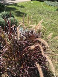 We did not find results for: Purple Fountain Grass Pennisetum Purpureum North Shore Plant Club