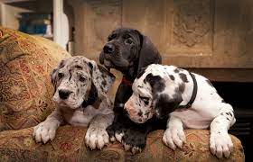 I don't know where to find great dane puppies for adoption. Grand Mimieux European Great Danes