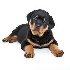 Best Food For Rottweiler Puppy For 2021 Goodpuppyfood