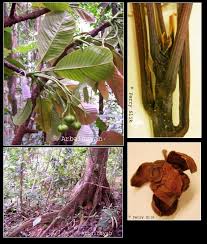 Image result for Dillenia