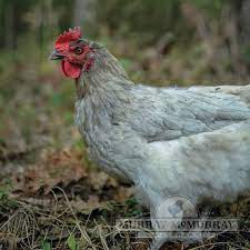 We did not find results for: Murray Mcmurray Hatchery Blue Sapphire Rock