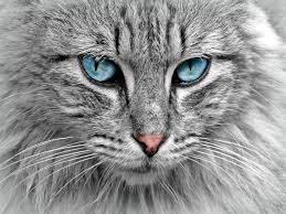 Cat 2020 coaching centres in hyderabad faqs. Persian Cat Food For The Special Needs Of Furry Cats Most Searched Products Times Of India