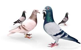 Pigeons Homing Chicks Babybaby Chicks Homing Pigeonshoming Pigeons Homing Pigeons Pigeon Pigeon Supplies