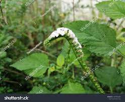 Image result for Laportea interrupta