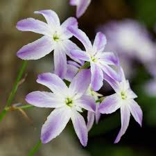 Spring flowers that grow from bulbs. Allium Ampeloprasum Easy To Grow Bulbs Flower Stands Spring Plants
