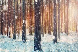 That something is a unique shower curtain. 20 Winter Themed Shower Curtains That Will Look Great In Your Bathroom Home Decor Bliss
