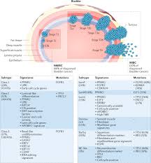 If bladder cancer is suspected, exams and tests will be needed to confirm the diagnosis. Advances In Bladder Cancer Biology And Therapy Nature Reviews Cancer