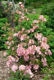 From the university of mn, this is another beauty in the lights series. Plantfiles Pictures Rhododendron Azalea Tri Lights Rhododendron By Rebecca101