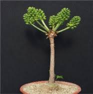 Image result for Cussonia zimmermannii