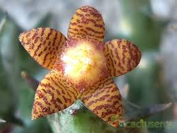 Image result for Orbea schweinfurthii