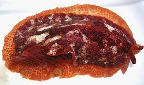 Image result for Pleurostylia africana