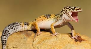 Only due to this fact giecos is able to provide loans to members at a cheaper rate of interest than any financial institutions, this is a real achievement, and giecos would like to give the entire credit of this achievement to its esteemed members, well wishers, investors, retired members, dedicated staff members and all stakeholders. How To Care For A Leopard Gecko Reptile Centre
