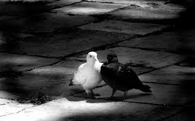 Black And White Pigeon Pictures Animals 123 Hd Wallpaper Beautiful Wallpapers Black And White Whatsapp Profile Picture