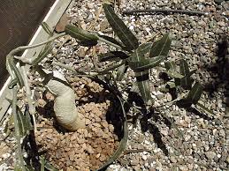 Image result for Fockea angustifolia